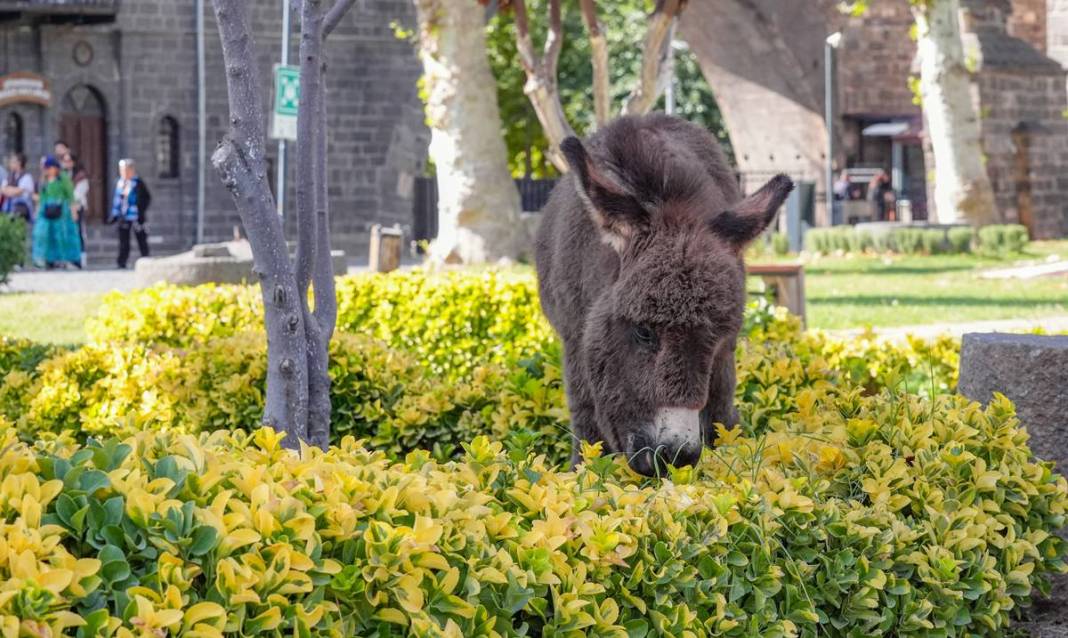 Diyarbakır’da şiddetten korunan Midas’a ilgiler yoğun 7